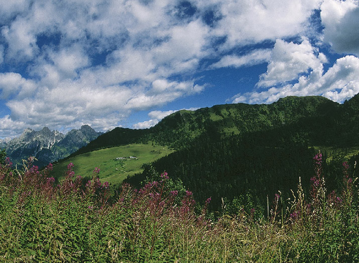albopretorio